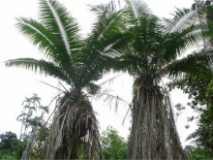 Imagen Bosque de Marfil Vegetal 